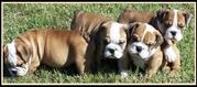 Sweet, spunky English Bulldogs Puppies For Adoption.