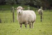 Sheep Breeds in India