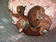 Margay,  Bengal and Bobcat kitttens for sale.