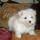  She is super sweet and playful female maltese